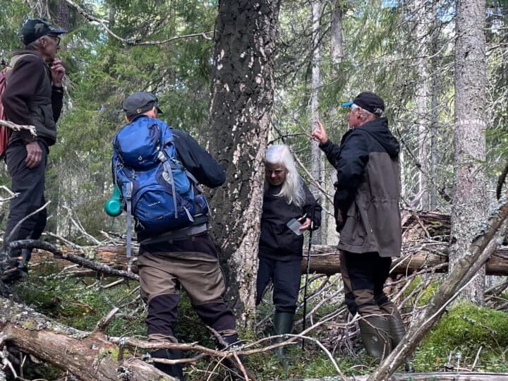Ett träd med mycket korallblylav